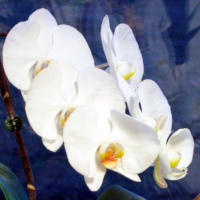 Orchid